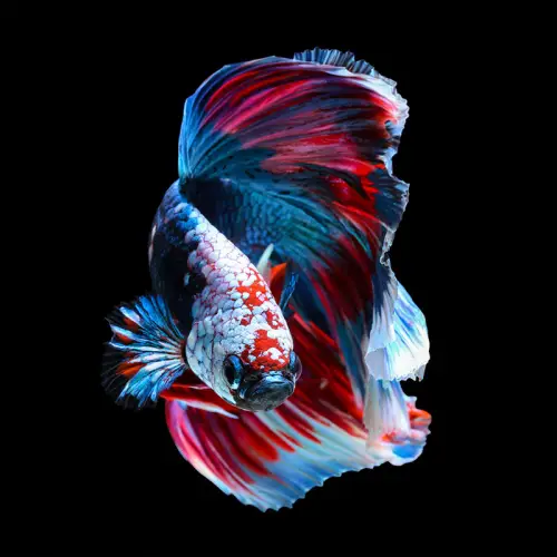 By Kohler  Betta Fish. Siamese Fighting  100x100x2cm (109018)