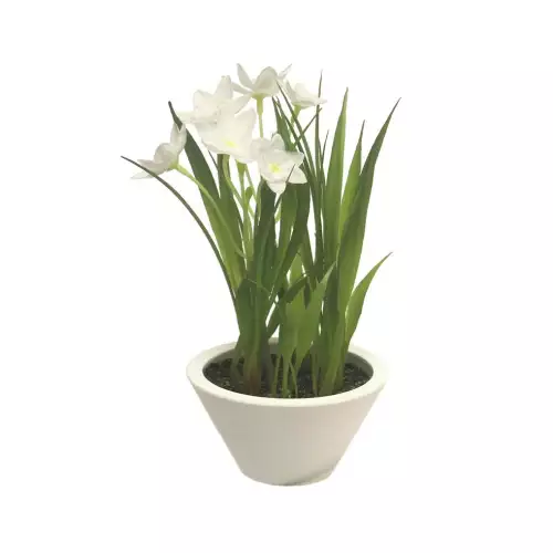 By Kohler  Daffodil w/white pot cream 18cm (200992)